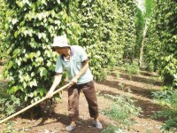 Sustainable growth for pepper industry