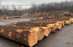 The high price of imported wood materials "fainted" because of lack of supply