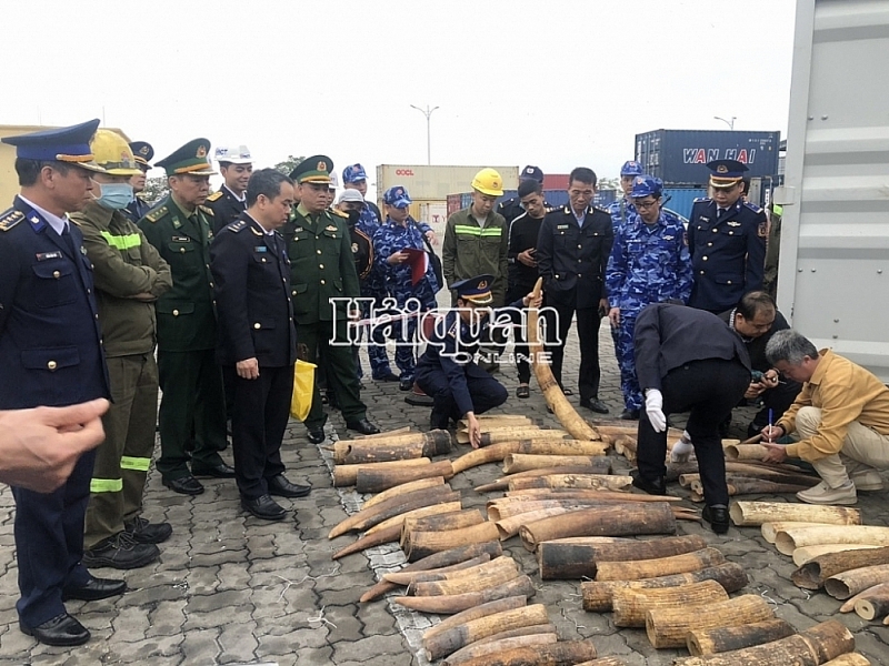 A large amount of ivory seized by Hai Phong Customs in coordination with other forces. Photo: Thai Binh
