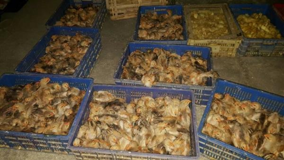 customs determined to prevent poultry smuggling