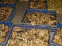 Customs determined to prevent poultry smuggling