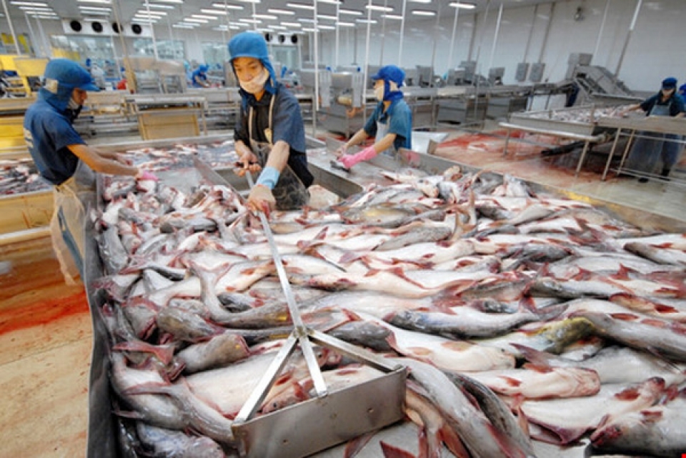 pangasius hypophthalmus fish exports to china big opportunity but many risks