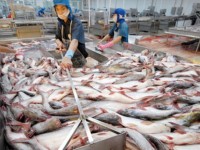 Pangasius hypophthalmus fish exports to China: big opportunity but many risks