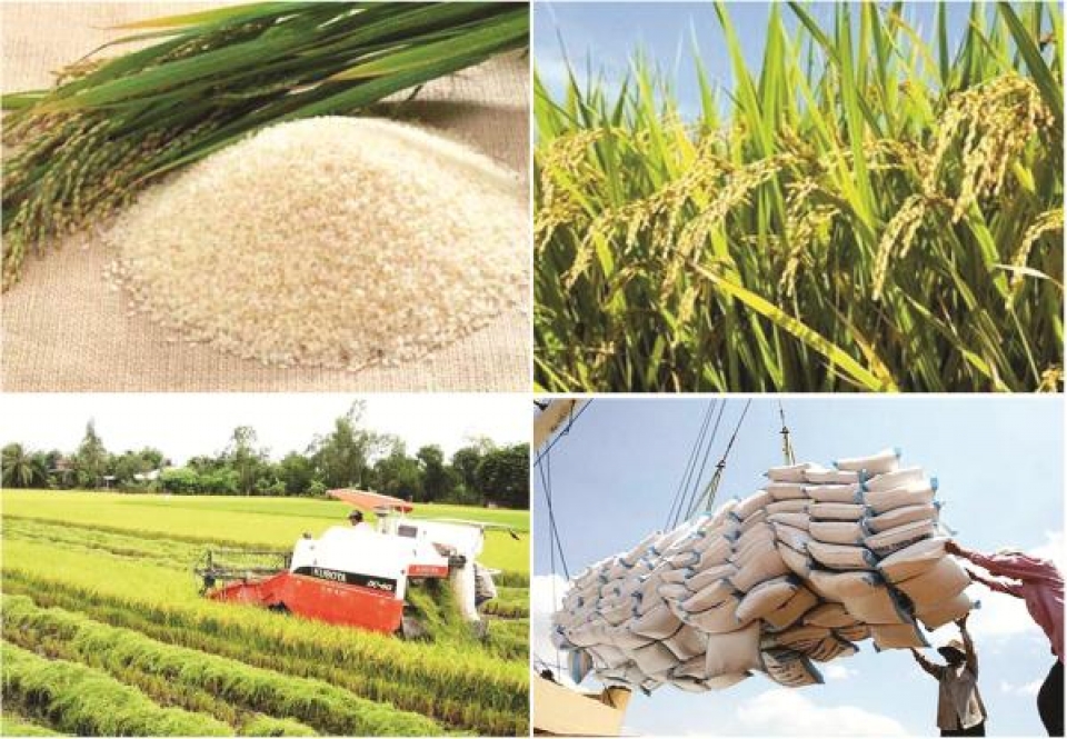 institutional barriers for vietnamese rice removed
