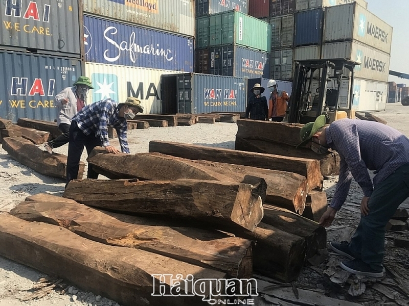 bogus company smuggles 50 containers of precious wood