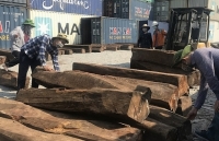 “Bogus” company smuggles 50 containers of precious wood