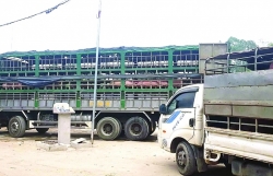 Pig importers investigated for evading quarantine