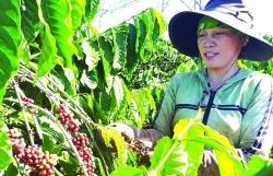 Exporting agricultural products through overseas Vietnamese: A promising way