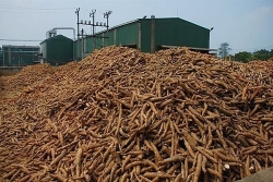 Cassava exports to China face many difficulties