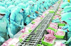 pangasius exports the sharp increase in price is not yet stable