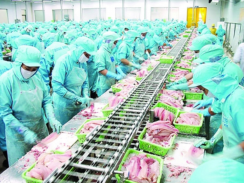 The pangasius industry sets an export target of over US$1.6 billion in 2022. Photo: N.Thanh