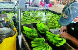 Banana exports escape the "good crops - price drop" situation