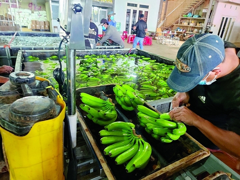 Preliminary processing of fresh bananas for export at Realfarm Company (Dong Nai). Photo: NH