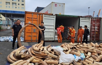 Hai Phong Customs seizes 7 tons of smuggled ivory