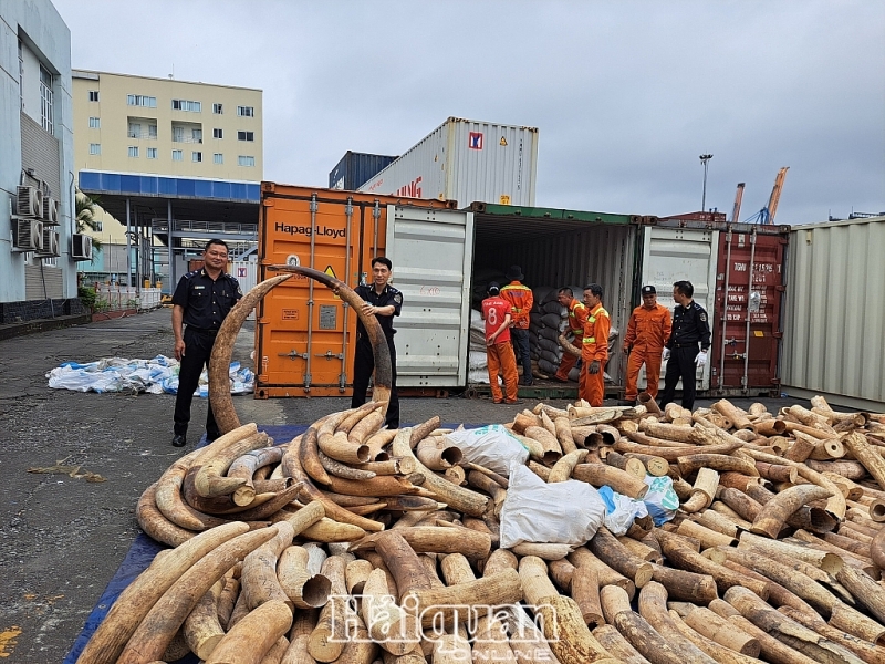 Smuggled ivory seized by Hai Phong Customs. Photo: T.Binh.