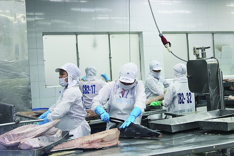 The enterprise bought yellowfin tuna but could not obtain an S/C certificate. Photo: TH.