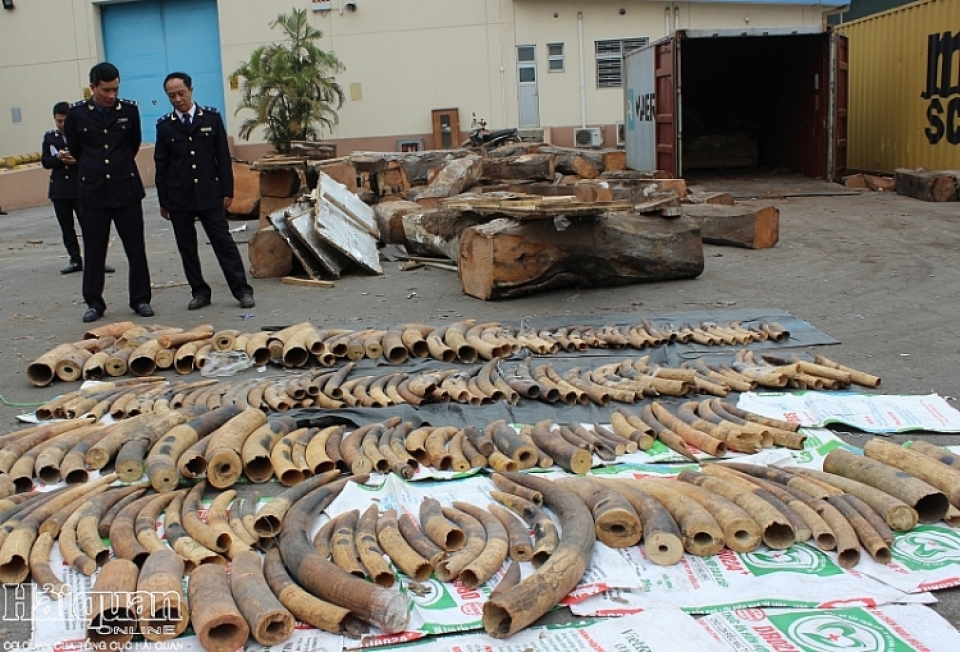bogus enterprises in ivory smuggling in hai phong
