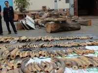 "Bogus" enterprises in ivory smuggling in Hai Phong