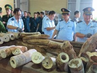 Vietnam Customs detects violations of the CITES Convention