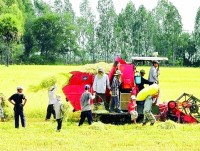 Rice exports to flourish