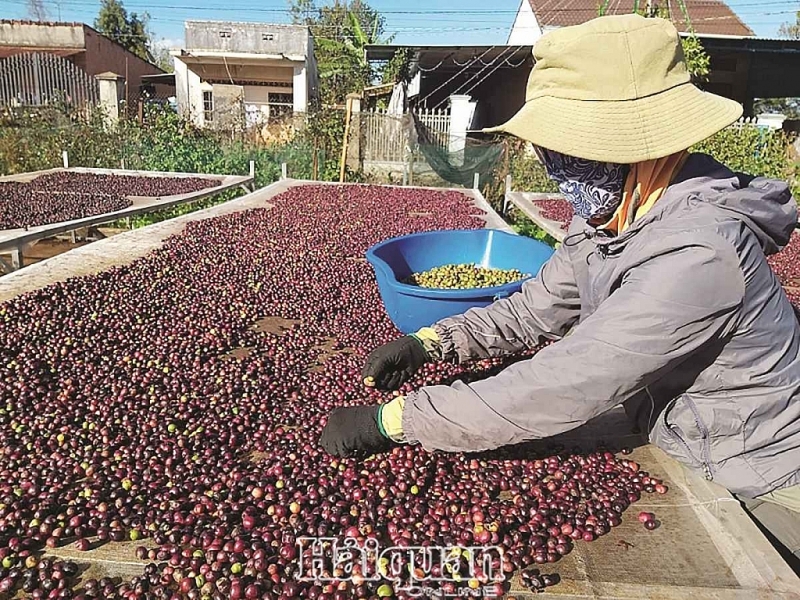 coffee exports to face difficulties in second quarter