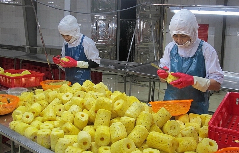Processing pineapple at Dong Giao Food Export Joint Stock Company. Picture for illustration: VNA