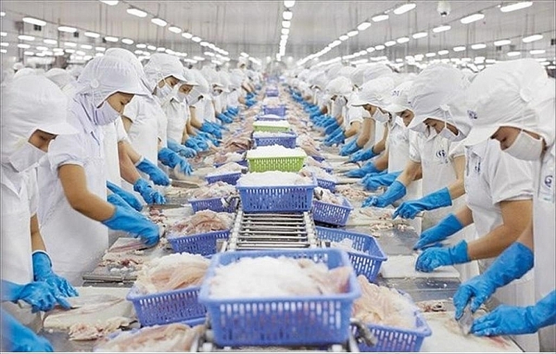 Pangasius for export is popular in many countries.