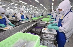 Australia is second-largest shrimp import market of Vietnam in  CPTPP
