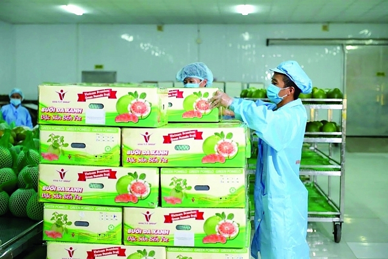 Processing and packing green skin pomelos for export