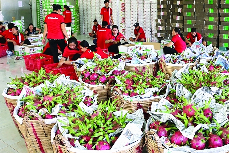 FTAs have helped Vietnamese agricultural products penetrate deeply into the markets. Photo: N.Hien