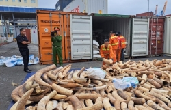 Hai Phong Customs seizes more than 8.2 tons of ivory in Q1