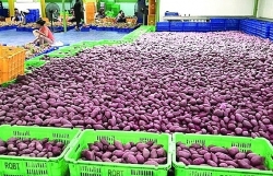 prospects for sweet potato exports to china