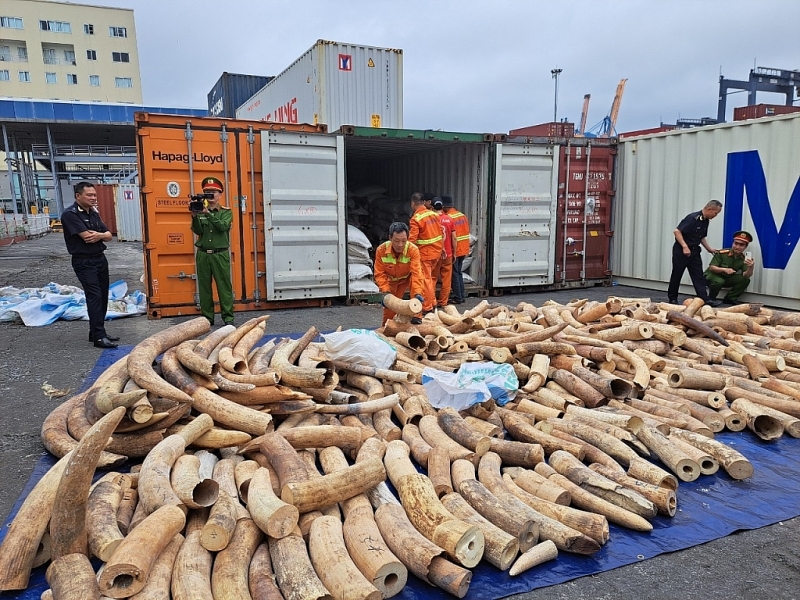 Smuggled ivory seized on March 20, 2023. Photo: T.Binh.