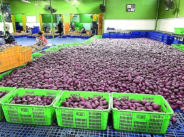 Opportunities for farmers and Vietnamese sweet potato products to gradually shift from unofficial to official export. Photo: ST