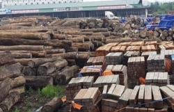 Timber enterprises are struggling because they are slow to get a license from CITES Vietnam