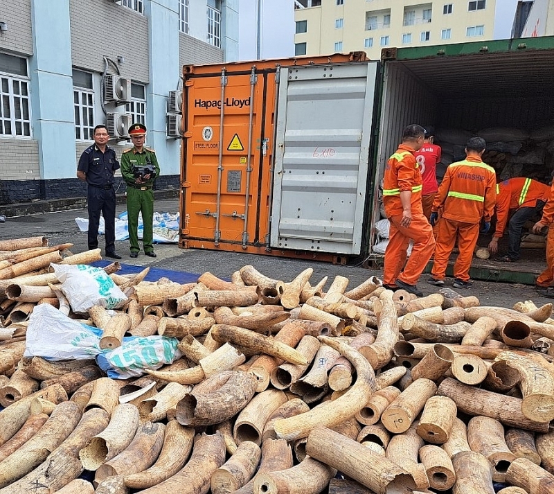 Smuggled ivory seized by Hai Phong Customs in March 2023. Photo: T.Binh.