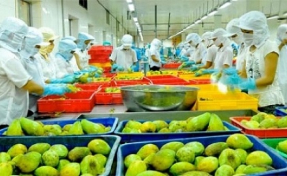 the uae bans the import of vegetables from five countries the opportunity for vietnam