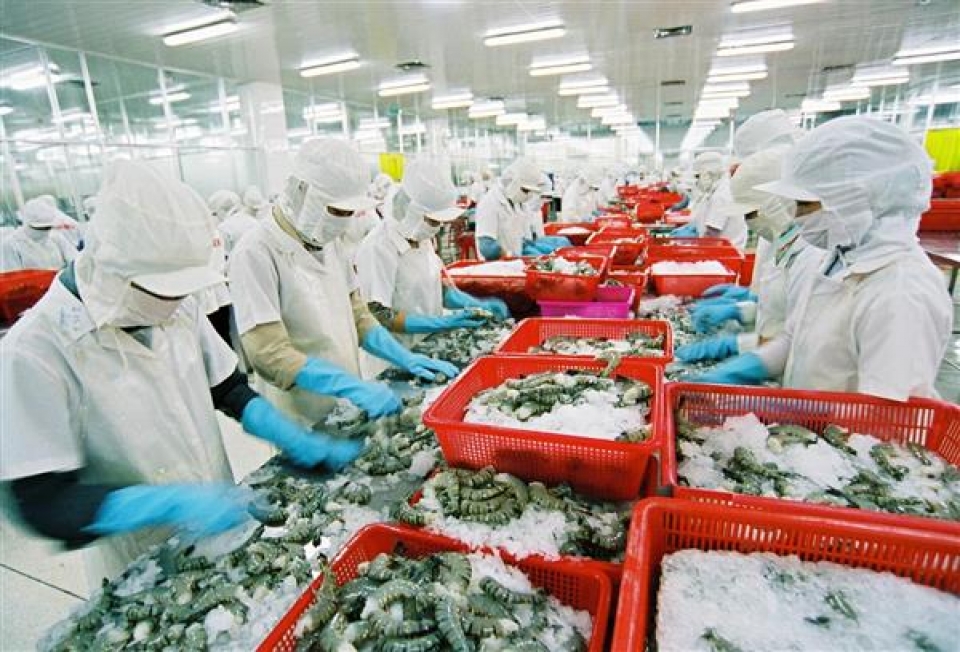overcoming the yellow card shrimp exports to the eu still grow well