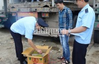Lang Son Customs: work 24/7 to support lychee exports