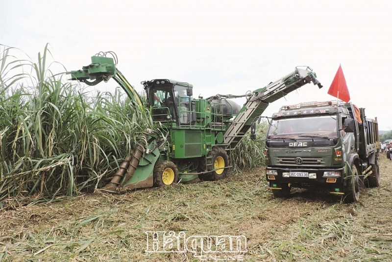 Sugar industry in difficulty due to a double crisis