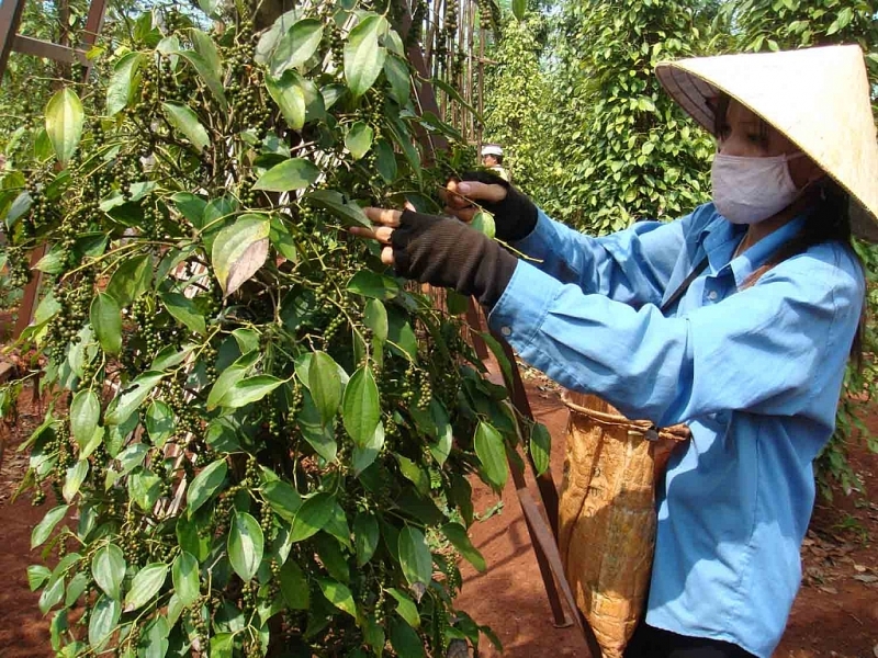 facing double difficulties pepper market is gloomy