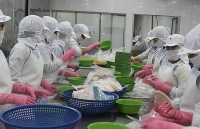 enterprises take advantage of opportunities to export shrimp
