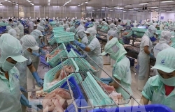 Pangasius export prices are high, but businesses are worried about the lack of raw materials