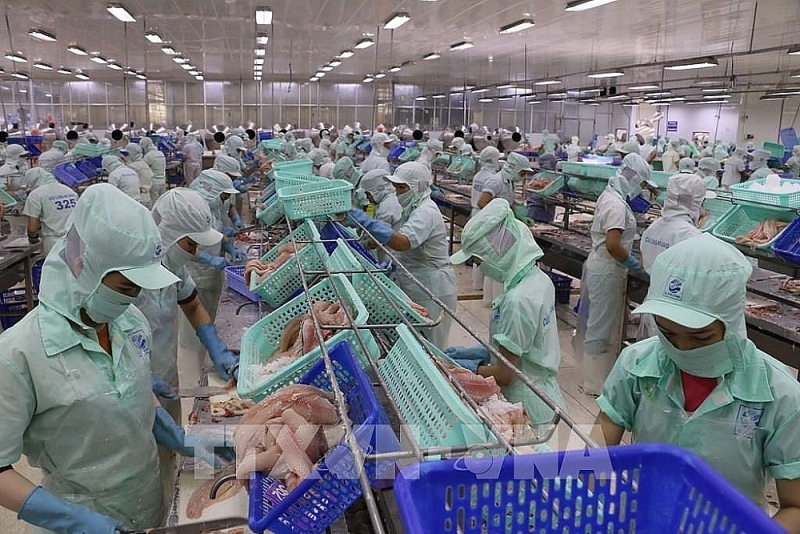 Processing pangasius for export in the Mekong Delta. Photo: Cong Mao