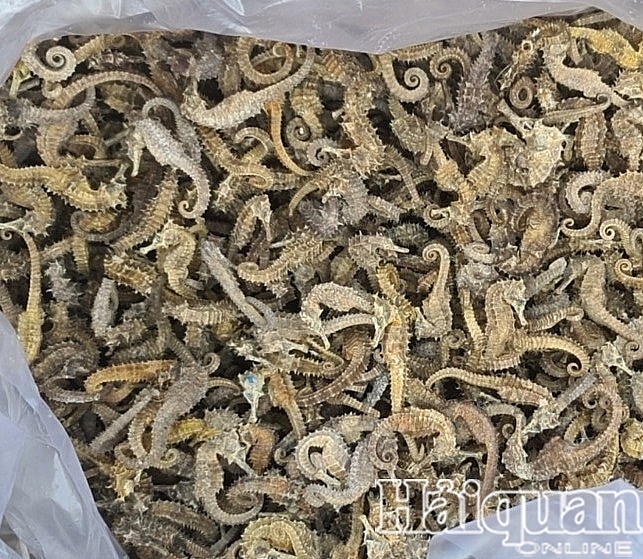 Seahorses were seized by the Anti-Smuggling and Investigation Department and Hai Phong Customs.