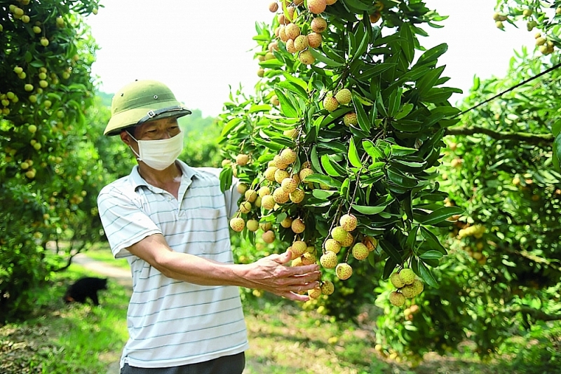 It is forecasted that the quality of lychee in 2022 will be the best ever. Photo: N.Thanh