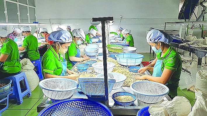 Cashew nut processing for export in Binh Phuoc. Photo: Dang Nguyen
