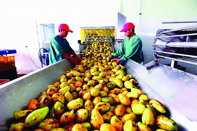 It is expected that Vietnam's export turnover of vegetables and fruits in 2023 will reach USD 4 billion, up 20% compared to 2022. Photo: N.Thanh