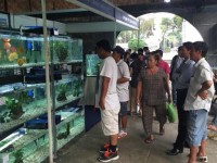 HCMC: Exports of ornamental fish and crocodiles bring tens of millions of dollars