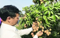 Vietnamese lychee ready for export